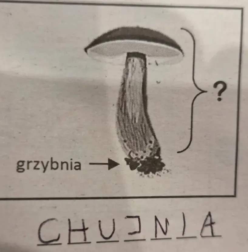 chujnia z grzybnio