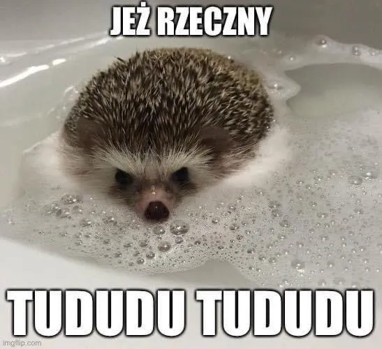 Tududu... nadchodzi Jeż Rzeczny! 🦔🌊