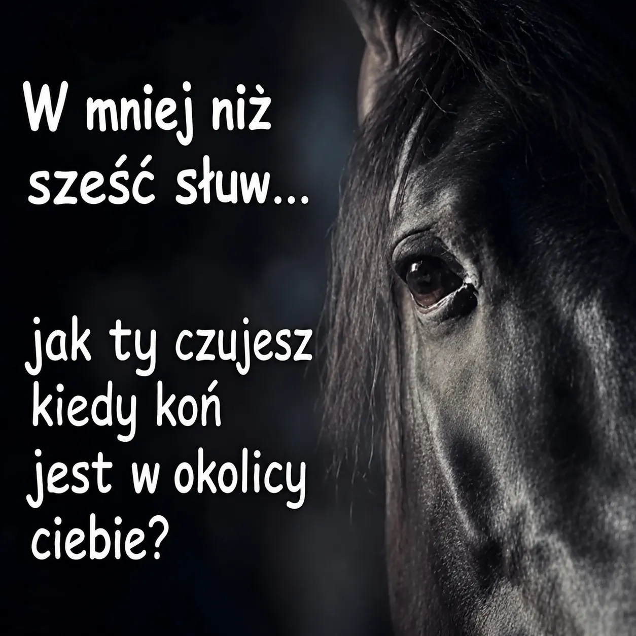 kóń…