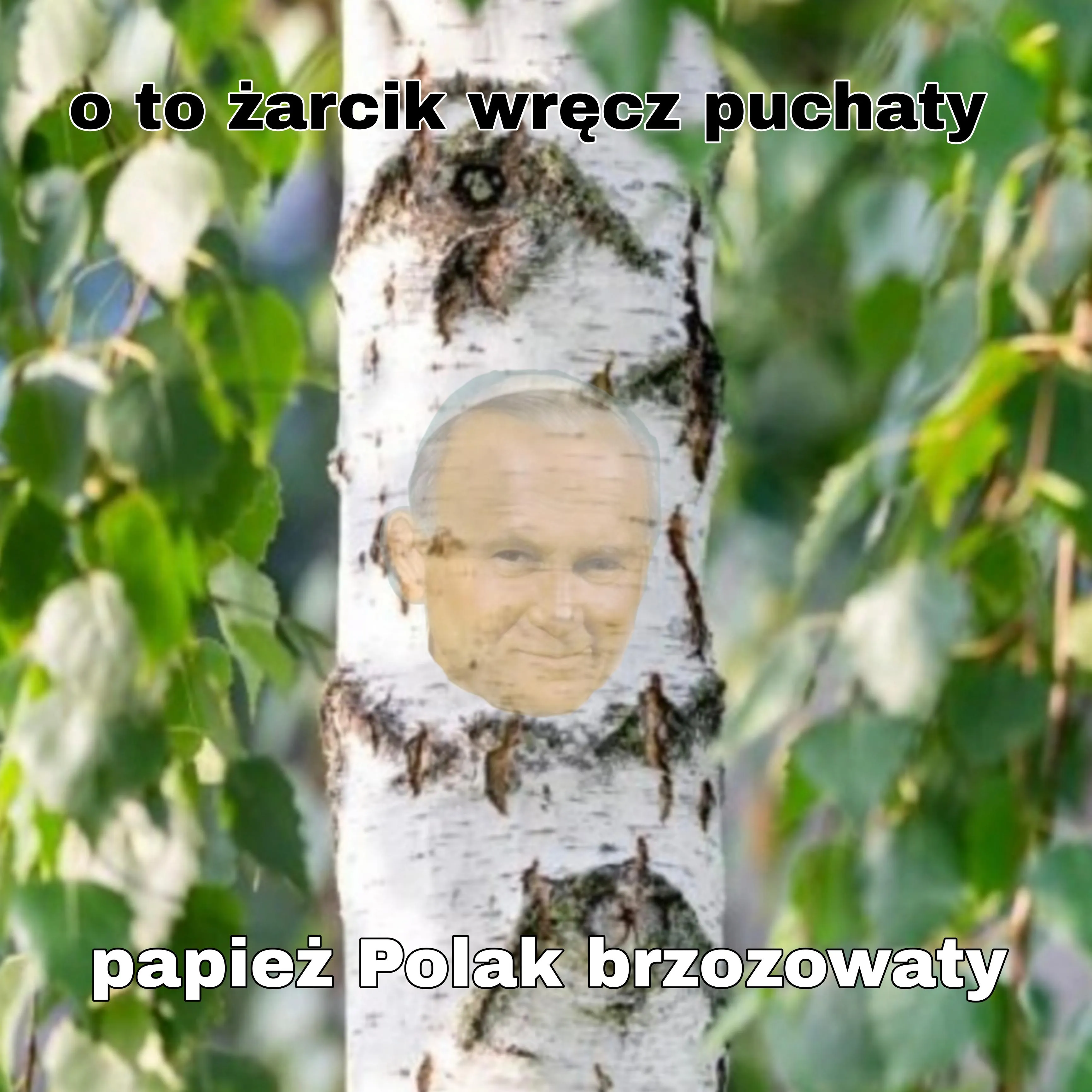 Papież Polak brzozowaty