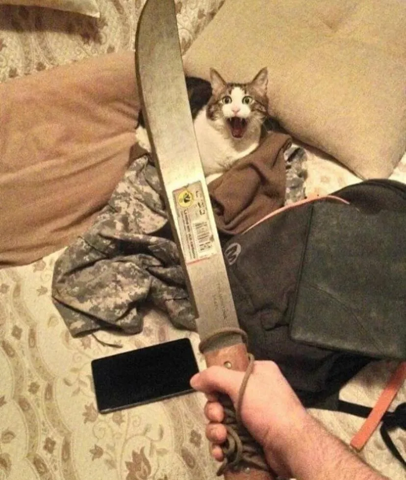 Kolegowie, mój kot hyba lubi mój nowy nurz