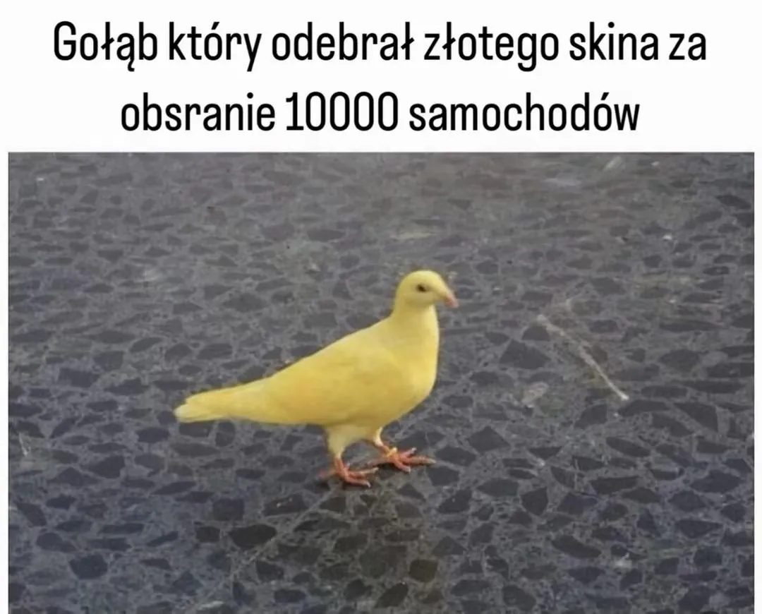 Snajper