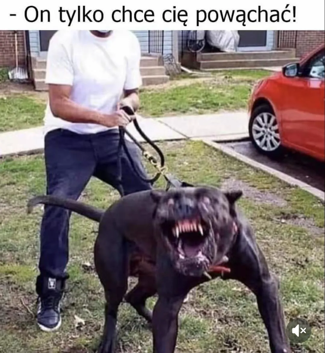 Azor chce tylko poniuchać.