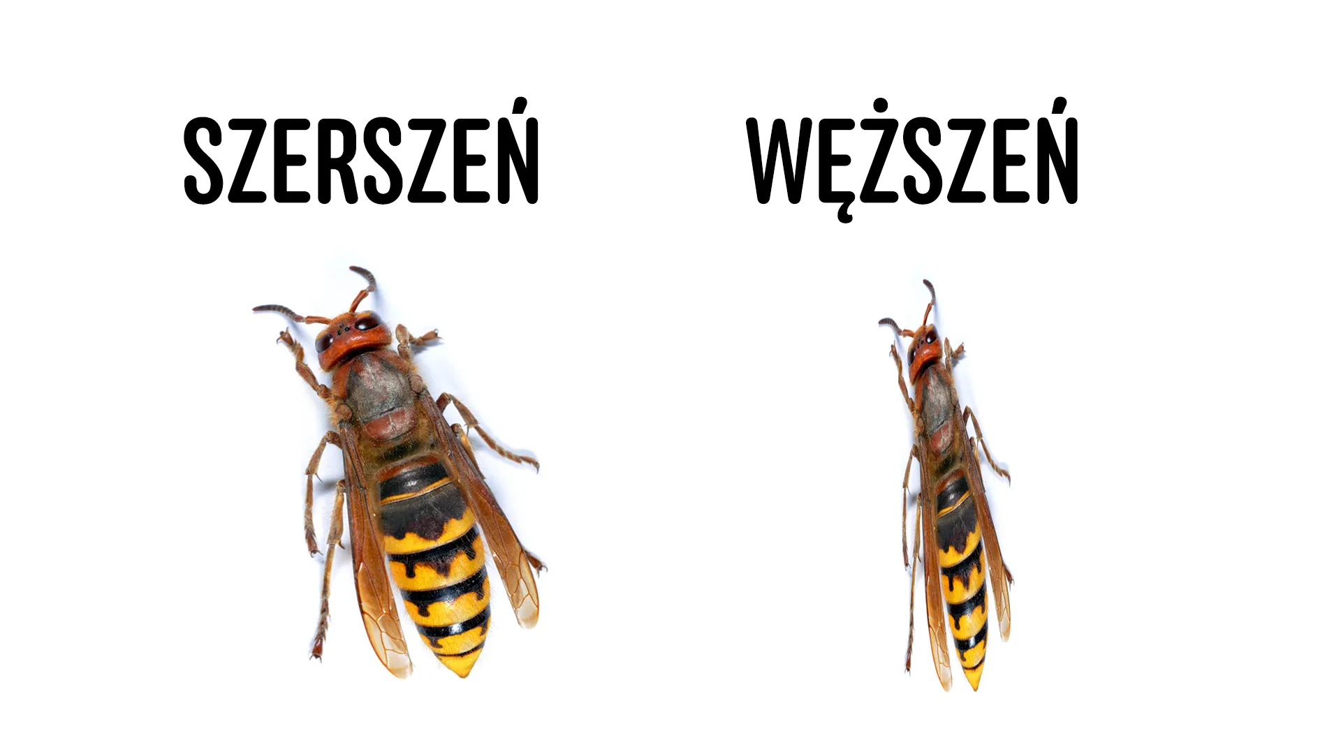 Warto znać różnicę!