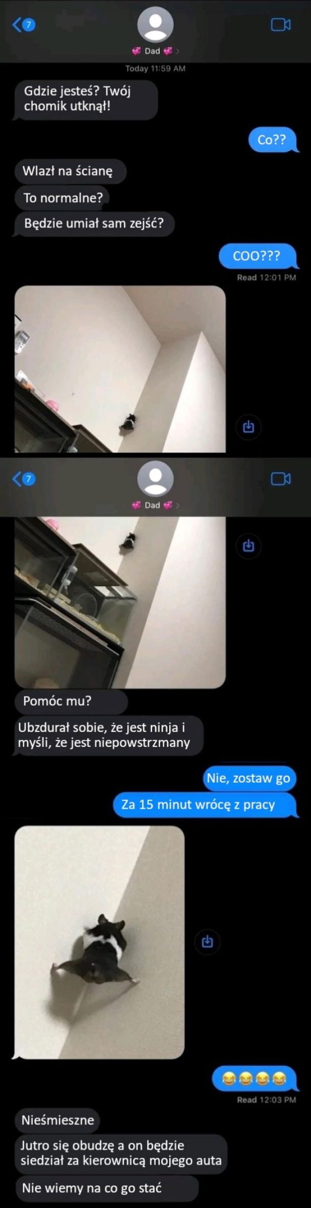 Chomiki takie są Chomiki takie sa